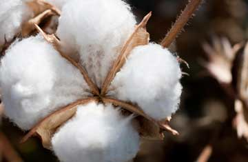 Courtesy of shippee/iStockphoto/Thinkstock