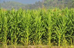 taoat/iStockphoto/Thinkstock taoat/iStockphoto/Thinkstock