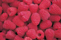 red berries red berries