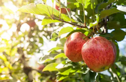 Jules_Kitano/iStock Jules_Kitano/iStock