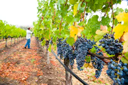 seanfboggs/iStock seanfboggs/iStock