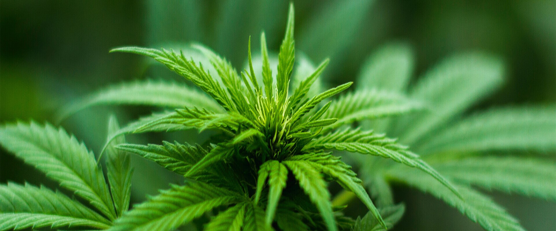 Theme Shot 6490c22d115b3