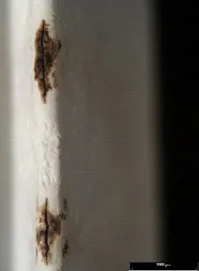 pm0509_filter_figure1web pm0509_filter_figure1web