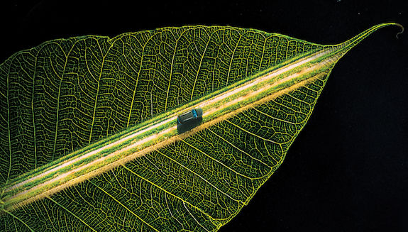 1660317287331 Awlonmya3