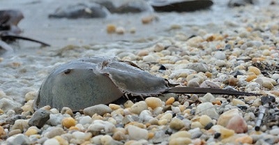 1660318998292 Pm1511endotoxinfig1