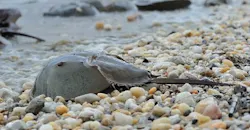 1660318998292 Pm1511endotoxinfig1 1660318998292 Pm1511endotoxinfig1