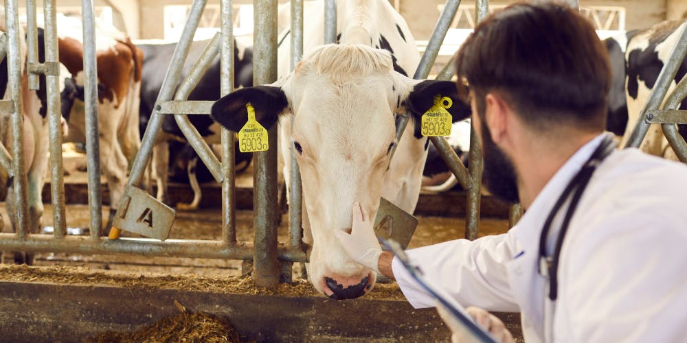 animal_health_brochure