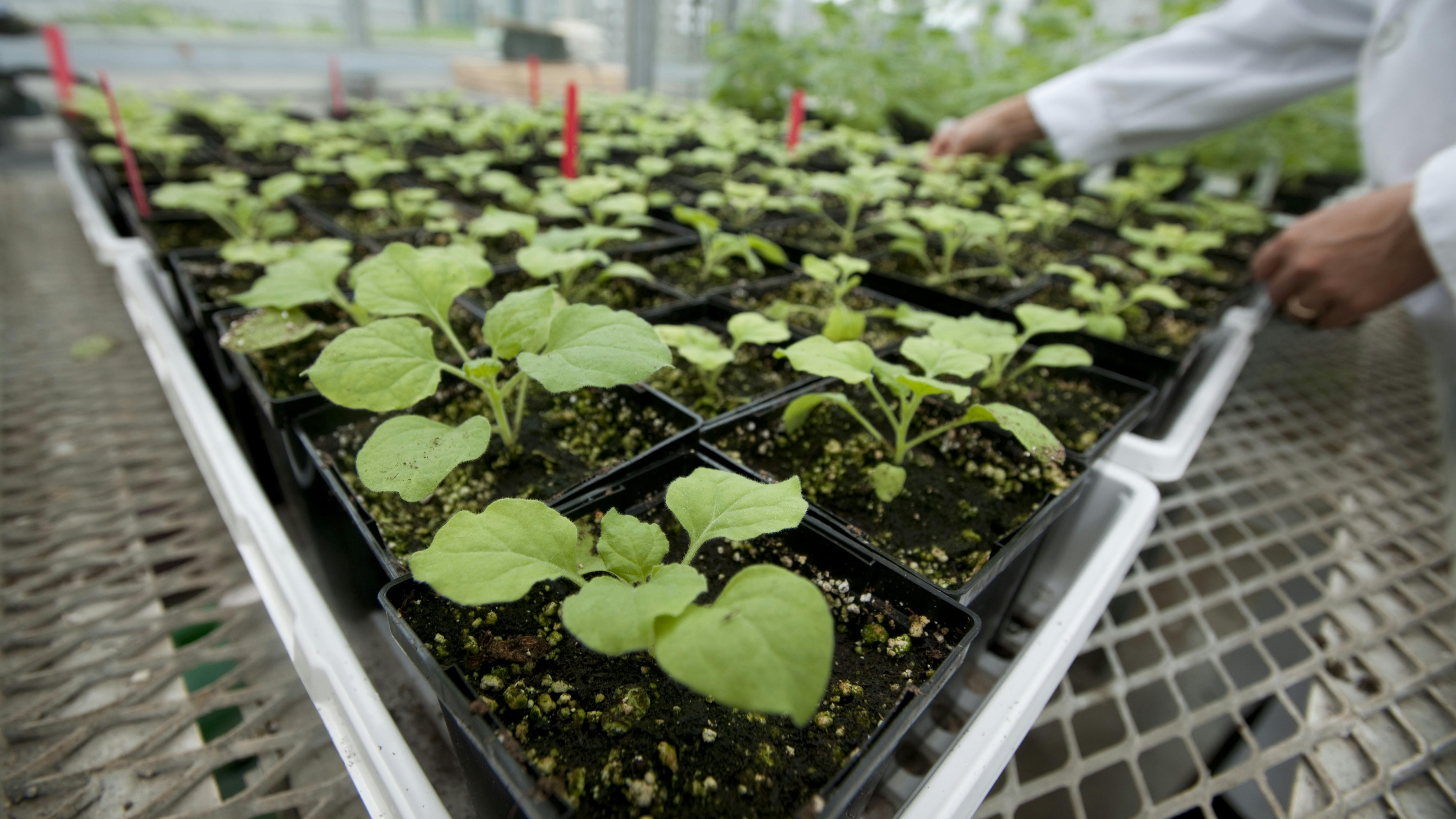 2171_plantform_104_high_res