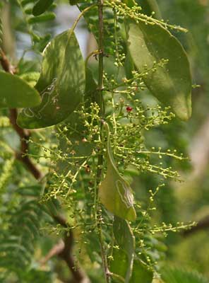 Toothbrushtree