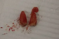 16may19piafroum01 16may19piafroum01