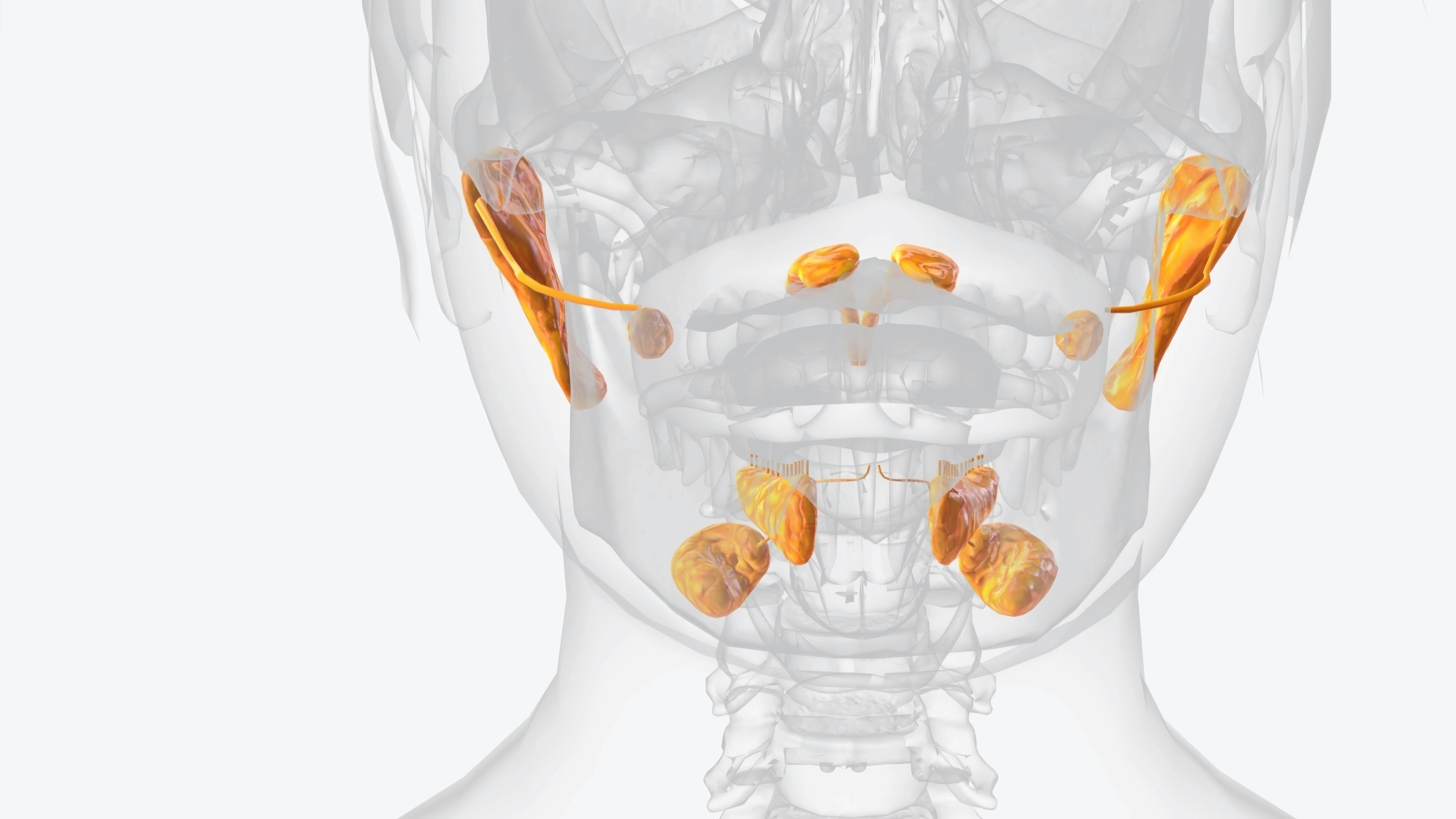 illustration of the salivary glands