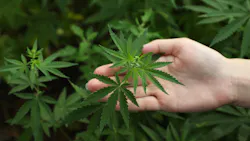 a hand holding a marijuana plant a hand holding a marijuana plant