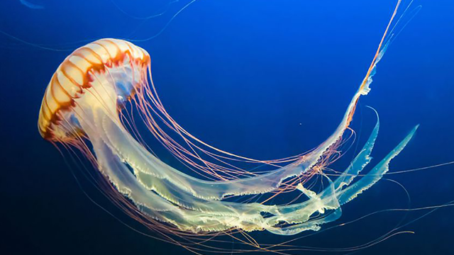 I Don T Think You Re Ready For This Jellyfish Inspired Robot That Can Clean The Ocean Floor 649f46cc7731e