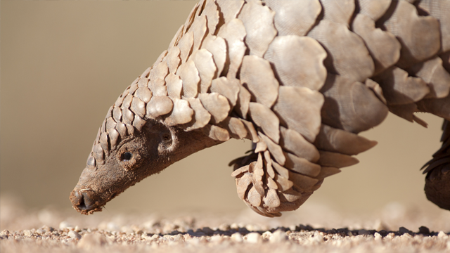 Roll Up Pangolin Inspired Robot Is Designed To Travel Within The Human Body 654e7bfa00b6e