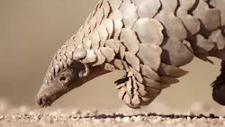 Roll Up Pangolin Inspired Robot Is Designed To Travel Within The Human Body 654e7bfa00b6e Roll Up Pangolin Inspired Robot Is Designed To Travel Within The Human Body 654e7bfa00b6e