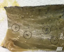 balogh_lubrication_article_fig1_grease_strainer_ml balogh_lubrication_article_fig1_grease_strainer_ml