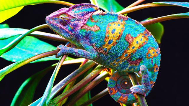 Chameleon-inspired 3D printing technique uses one ink to print different colors, including red, gold, and green