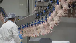 Poultry processors pay $4.8 million for hiring children as young as 14 to work dangerous jobs Poultry processors pay $4.8 million for hiring children as young as 14 to work dangerous jobs