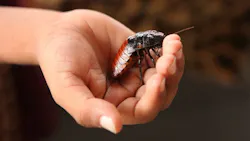 Cyborg cockroaches: The unlikely search and rescue workers of the future Cyborg cockroaches: The unlikely search and rescue workers of the future