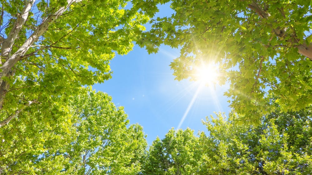 Maintenance Mindset: The tree branch test - what nature teaches us about industrial reliability