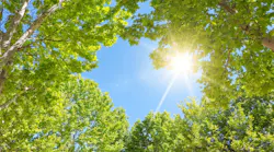 Maintenance Mindset: The tree branch test - what nature teaches us about industrial reliability Maintenance Mindset: The tree branch test - what nature teaches us about industrial reliability