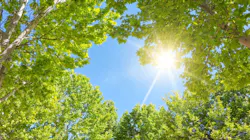 Maintenance Mindset: The tree branch test - what nature teaches us about industrial reliability Maintenance Mindset: The tree branch test - what nature teaches us about industrial reliability