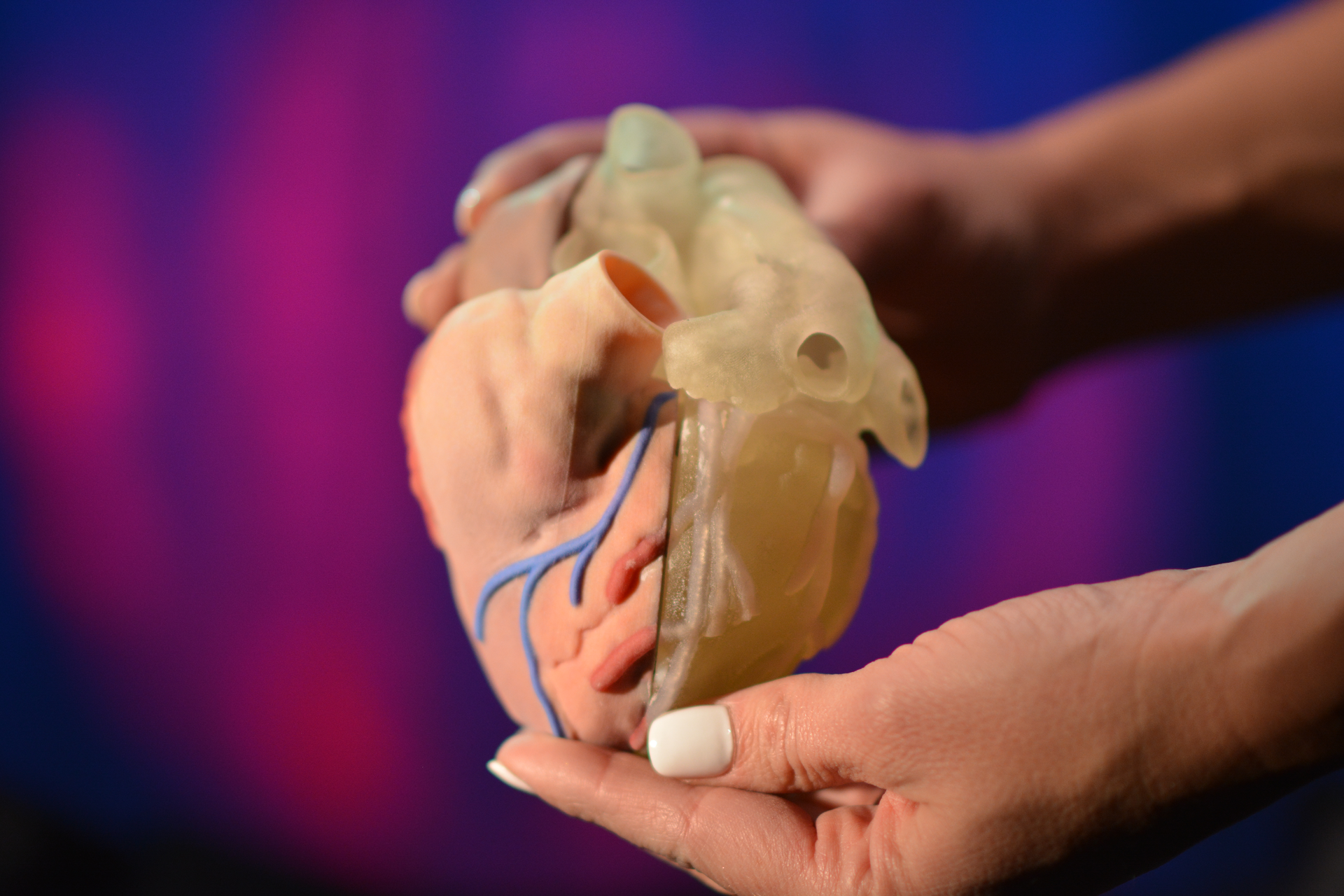 Stratasys' printers and materials can create anatomical models like this heart.
