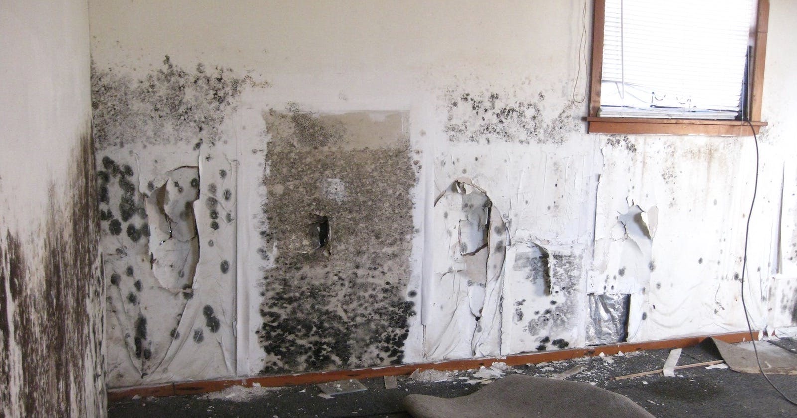 66fdb912a5dba026d8461695 Moldonwalls