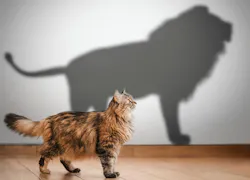 Lion shadow cast by a domestic cat represents the role model for a killer sales team Lion shadow cast by a domestic cat represents the role model for a killer sales team