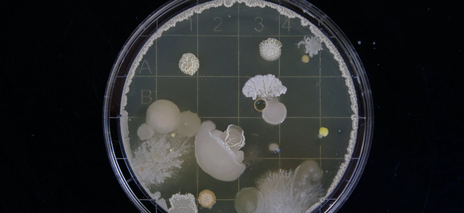 66fdb93ae63fdc6531457852 Moldgrowinginpetridish