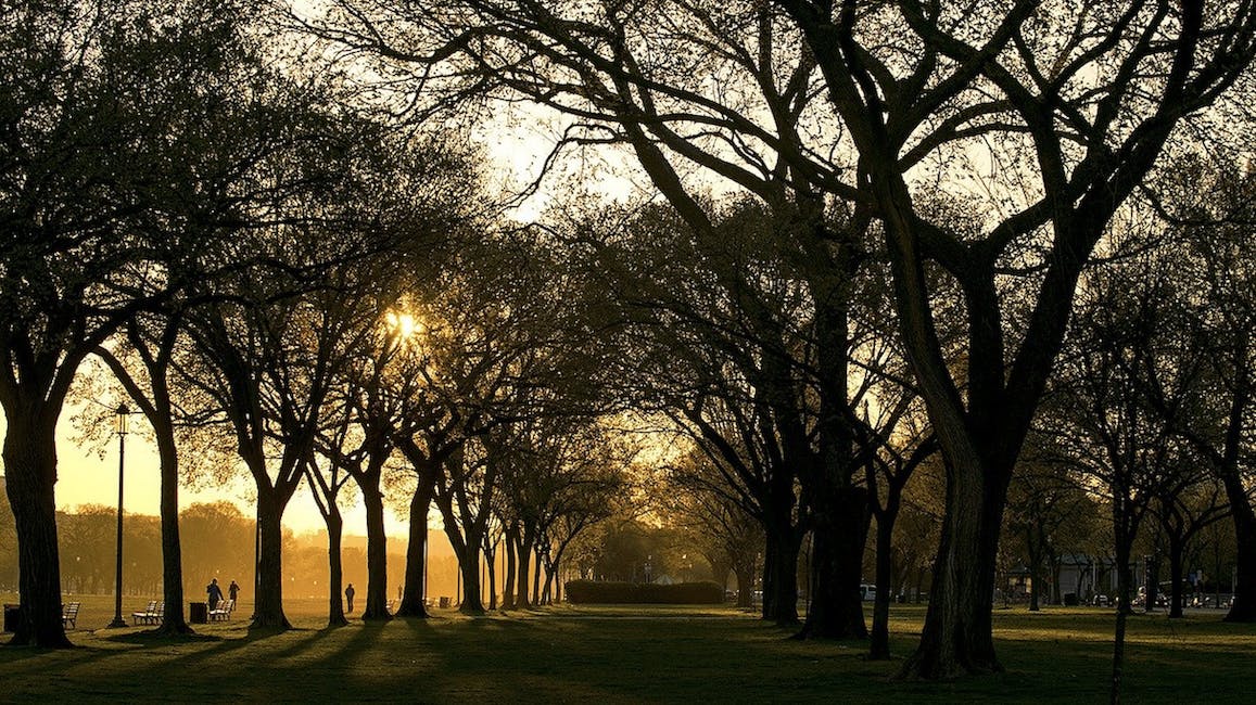 66fdb93f3cabd9ad19a68d66 Sunthroughtreesinwashingtondcamixedhumidclimate