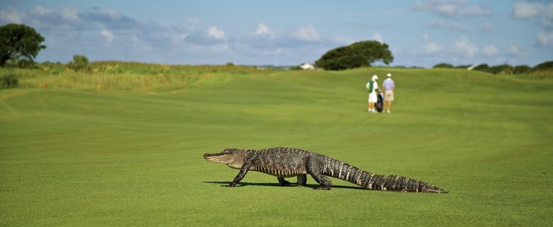 66fdb9ea01d3bfead8af6c85 Alligator20on20golf20course Pixabay