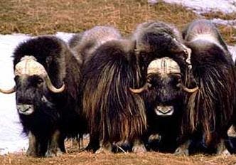 66fdbbeb36c97e04a38b57c9 420oxen20cropped