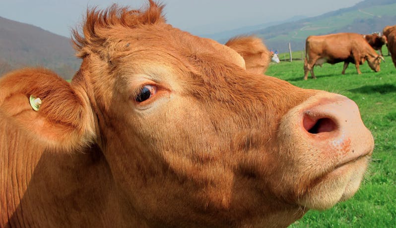 66fdbc66a897b530b3b1f632 Cow20in20field Pixabay