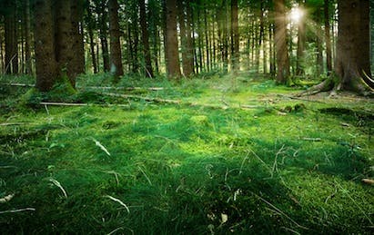 66fdbd71e63fdc208e4582e1 Nature1