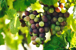 66fdc322a5dba03bc4462e0e Rohittandon67718unsplash 66fdc322a5dba03bc4462e0e Rohittandon67718unsplash