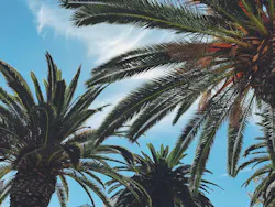 66fdc3df36c97e4b5e8b6abd Palmtrees 66fdc3df36c97e4b5e8b6abd Palmtrees