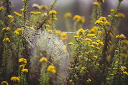 66fdc409e1fd4a9ef9e1fa43 Samvaldez396027unsplash 66fdc409e1fd4a9ef9e1fa43 Samvaldez396027unsplash