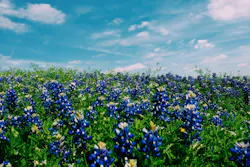 66fdc540e1fd4a1b1de1fbbd Robertaguillenblueflowers 66fdc540e1fd4a1b1de1fbbd Robertaguillenblueflowers