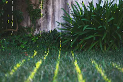 66fdc583a5dba0a38d4630bb Timmossholderbackyardgrass 66fdc583a5dba0a38d4630bb Timmossholderbackyardgrass