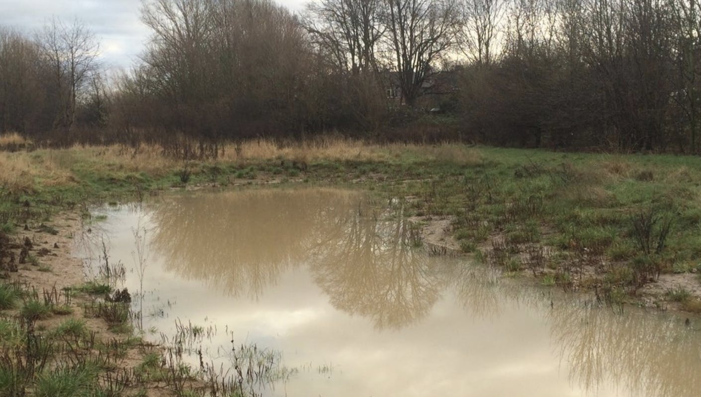 66fdc65cd4ea382f05a5a711 Mudpuddlewithtreeswotusregulationsdonotapply