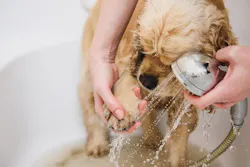 66fdc6713cabd97648a6a892 Dogbath 66fdc6713cabd97648a6a892 Dogbath