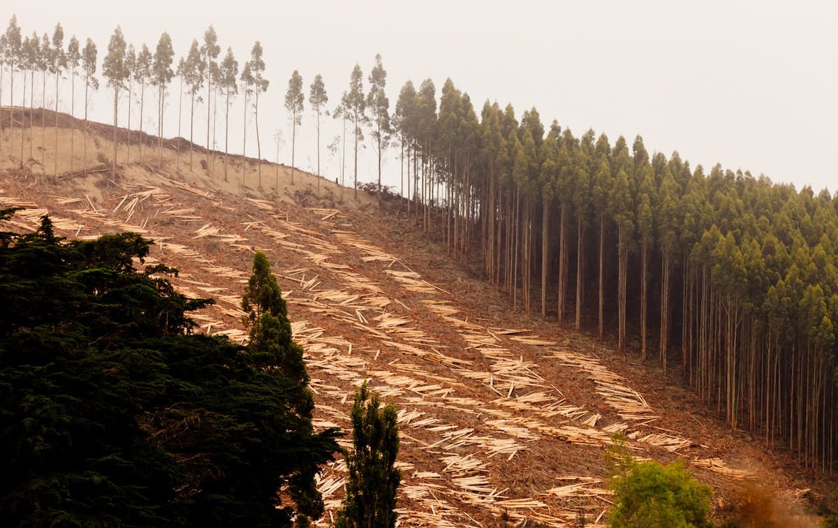 66fdc8cfa897b5fa0cb210c2 Clear20cutmin