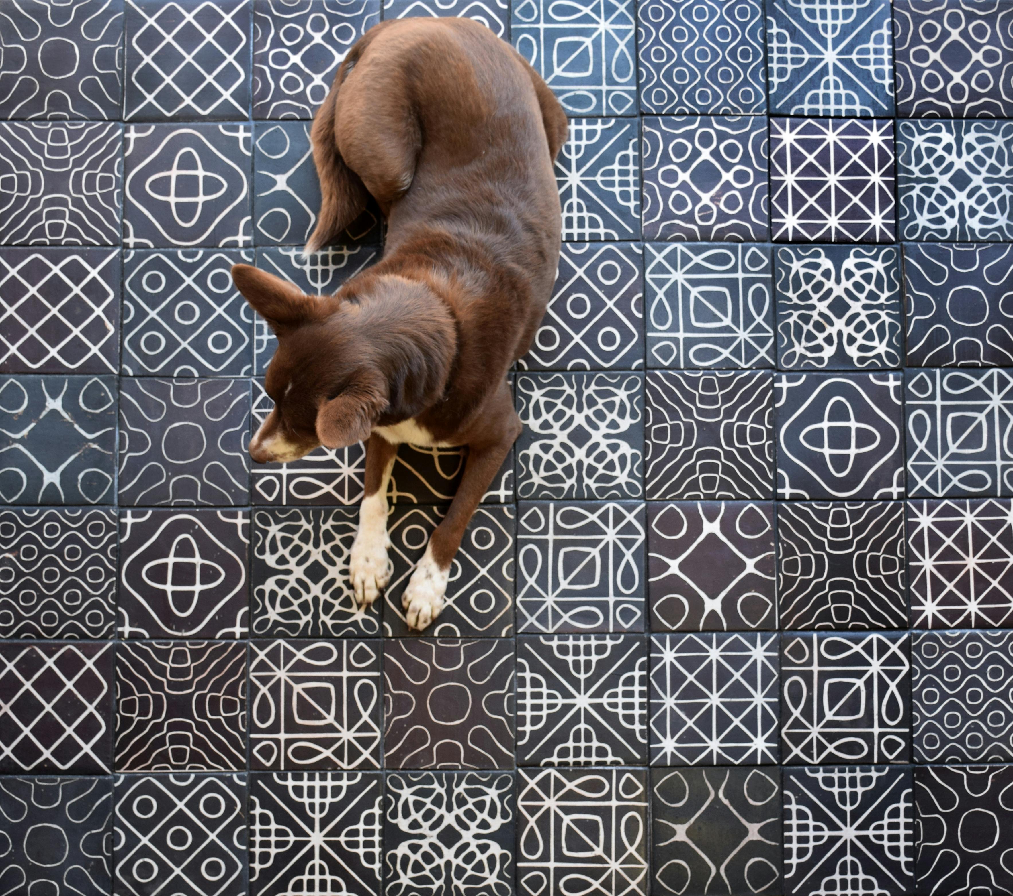 66fdcf3ddbd68e07624ac7b2 Flmceramicssoundwavevariegatedinverteddog