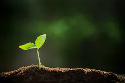 Sprout reaching for sun Sprout reaching for sun