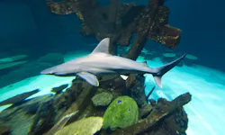 Tank pool in :as Vegas with sharks Tank pool in :as Vegas with sharks