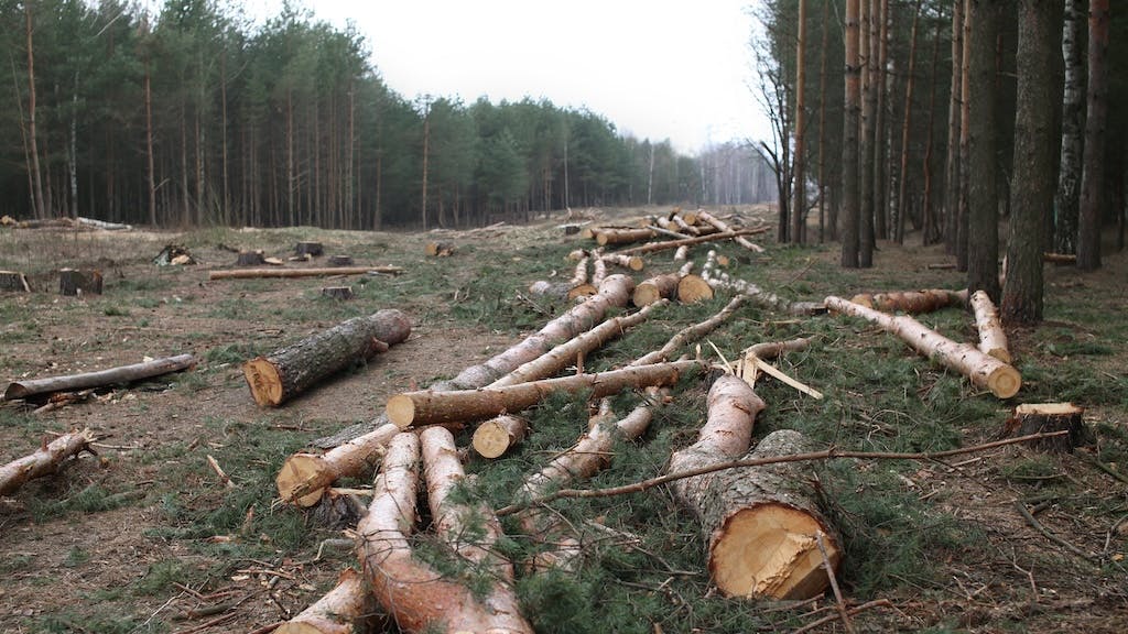 Trees being cut down in a national forest to boost U.S. timber production