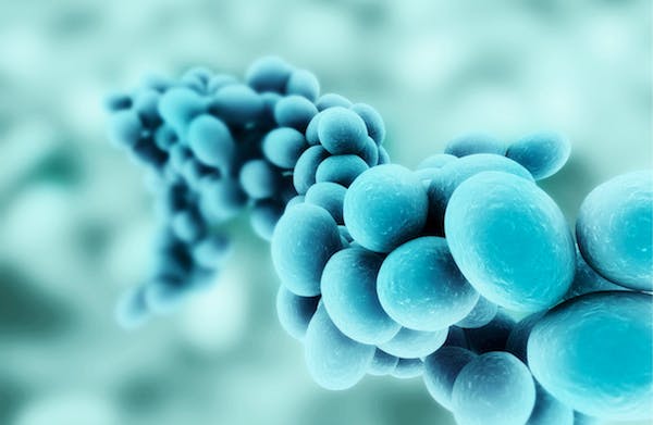 mildew resistant paint