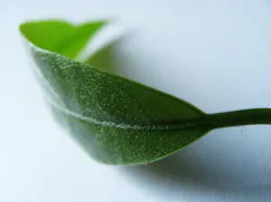 670c38bb68e9c1d6af2e6060 Green Leaf 670c38bb68e9c1d6af2e6060 Green Leaf