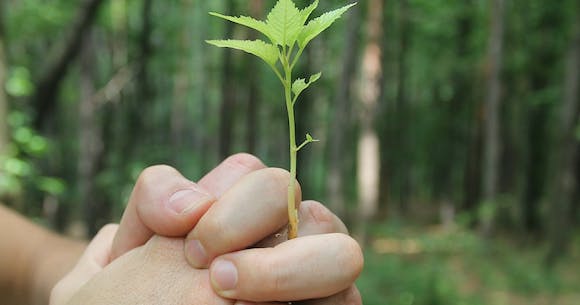Remodeling business growth as represented by nurturing a seedling.